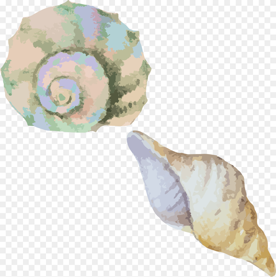 Conchshellsea Snailconchwatercolor Transparent Watercolor Sea Shell, Animal, Invertebrate, Sea Life, Seashell Free Png Download