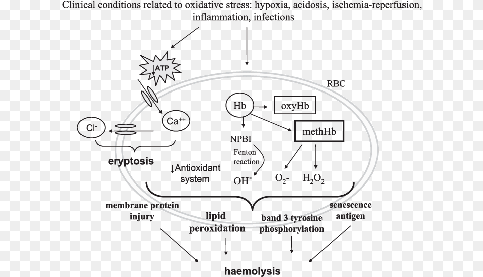 Concise Mechanisms Involved In Red Blood Cells Haemolysis Oxidative Stress In Erythrocytes, Diagram, Chandelier, Lamp Free Png Download
