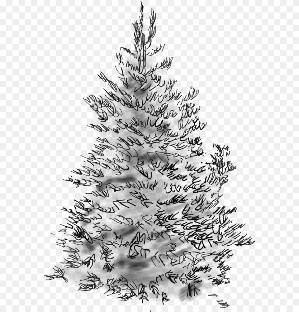 Concolor Fir Sketch Christmas Tree, Gray Free Png
