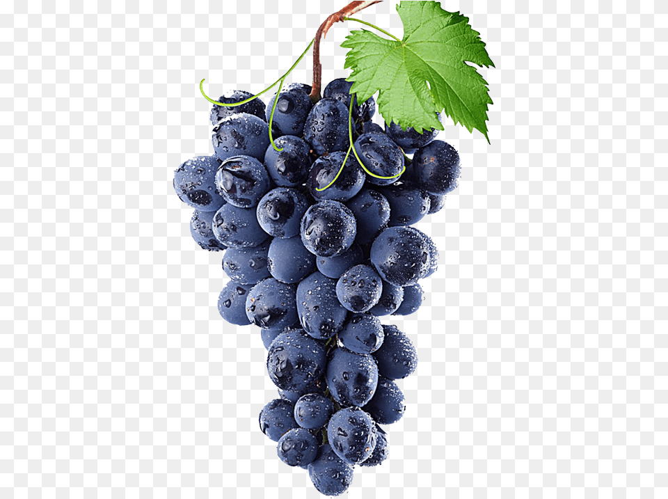Concord Grapes Grapes Blue, Food, Fruit, Plant, Produce Free Transparent Png