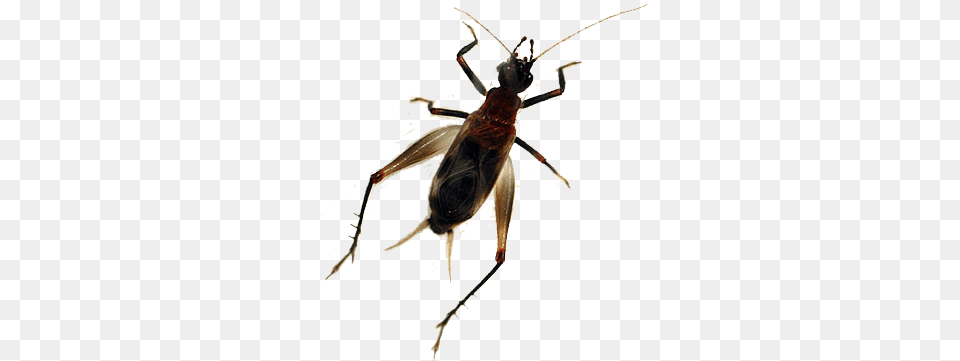 Concordance To Chinese Japanese Amp Latin Cricket Names Weevil, Animal, Cricket Insect, Insect, Invertebrate Free Png