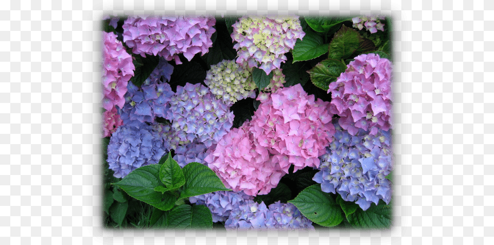 Conditions For Hydrangeas Hydrangea, Flower, Geranium, Plant, Petal Free Png Download