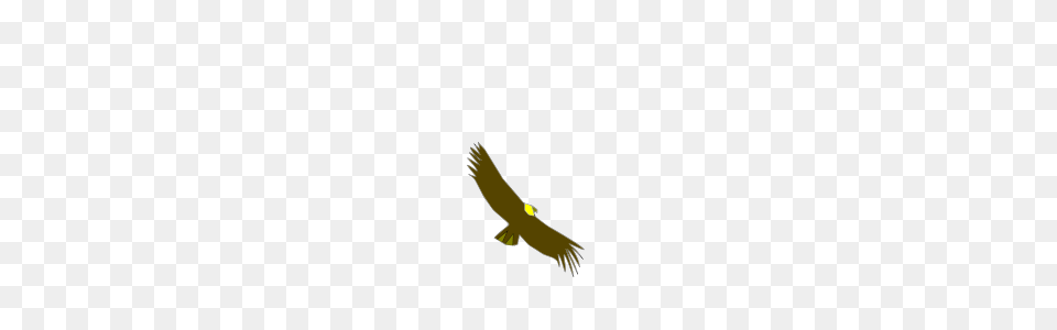 Condor Clip Arts Condor Clipart, Animal, Bird, Flying, Vulture Free Png