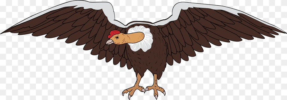 Condor Clipart, Animal, Bird, Vulture, Beak Free Transparent Png