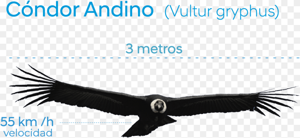 Condor Con Alas Extendidas, Animal, Bird, Vulture Free Png Download