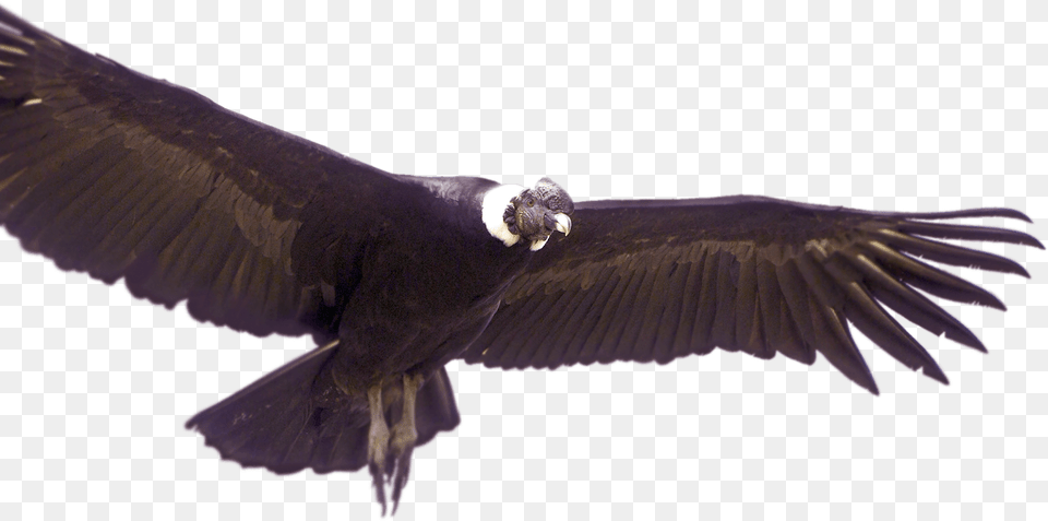 Condor De Los Andes, Animal, Bird, Vulture Png