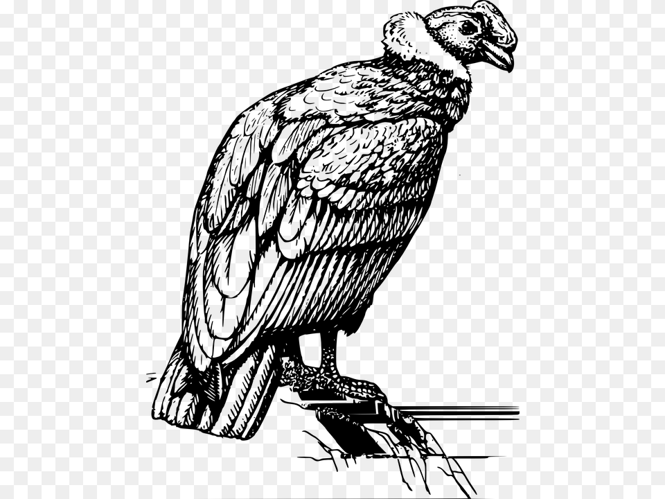 Condor Vulture Perched Rock Feathers Wings Bird Condor Black And White, Gray Free Transparent Png
