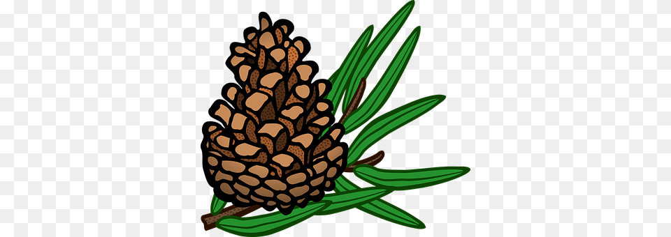 Cone Conifer, Plant, Tree, Larch Free Png Download