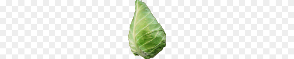 Cone Cabbage This Weeks Market Report Good Buy Produce Alliance, Food, Leafy Green Vegetable, Plant, Vegetable Png Image