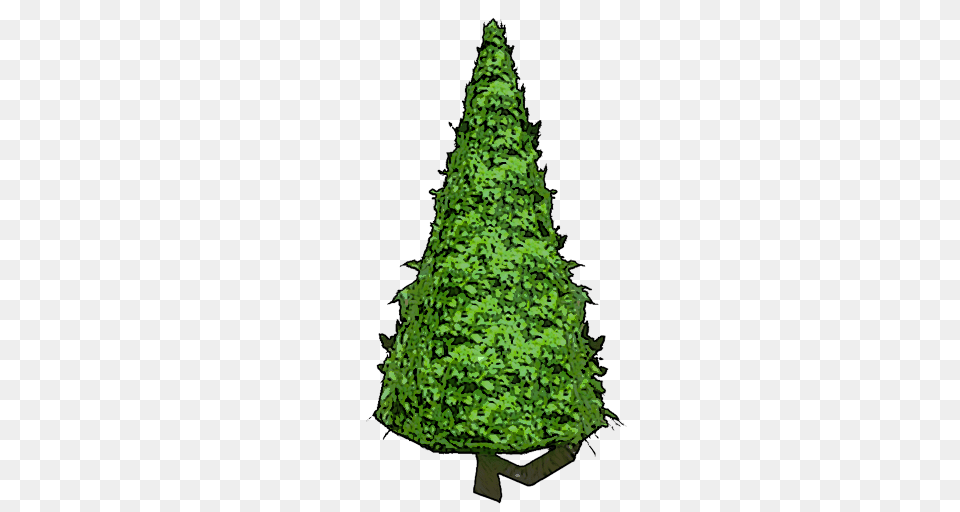 Cone Hedge, Tree, Plant, Adult, Wedding Free Transparent Png