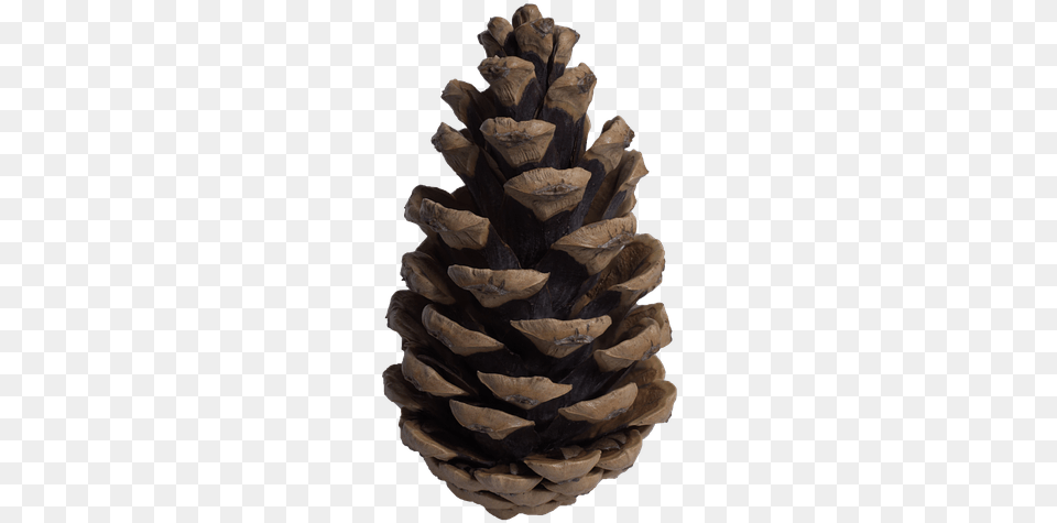 Cone Pine Pine Cone Tree Pine Tree Cone, Conifer, Plant, Person Free Png