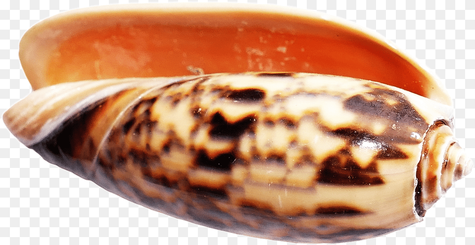 Cone Snail Shell No Background, Animal, Invertebrate, Sea Life, Seashell Free Png Download