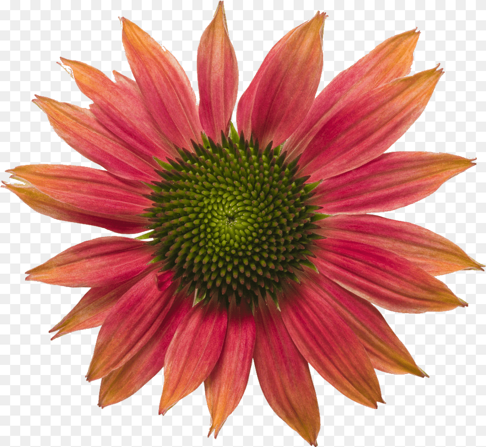 Coneflower Blanket Flowers, Daisy, Flower, Petal, Plant Free Transparent Png