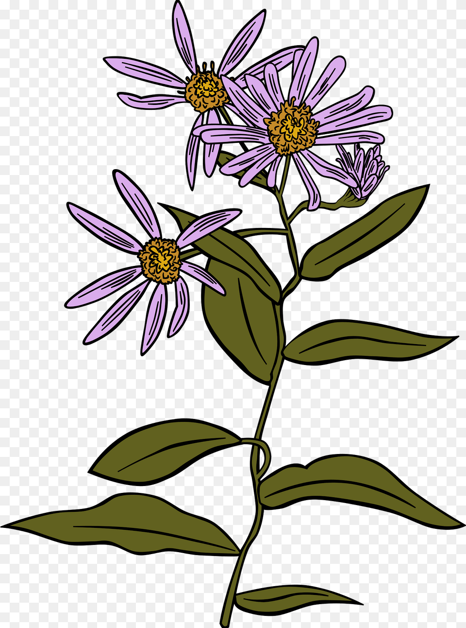 Coneflower Clipart, Daisy, Flower, Plant, Pattern Png