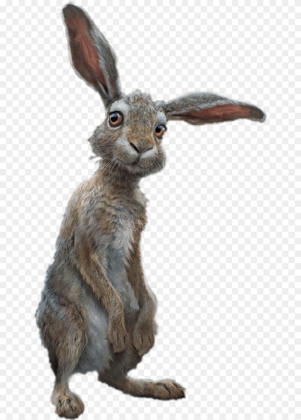 Conejo Rabbit Brown Hare, Animal, Mammal, Rodent, Kangaroo Png Image