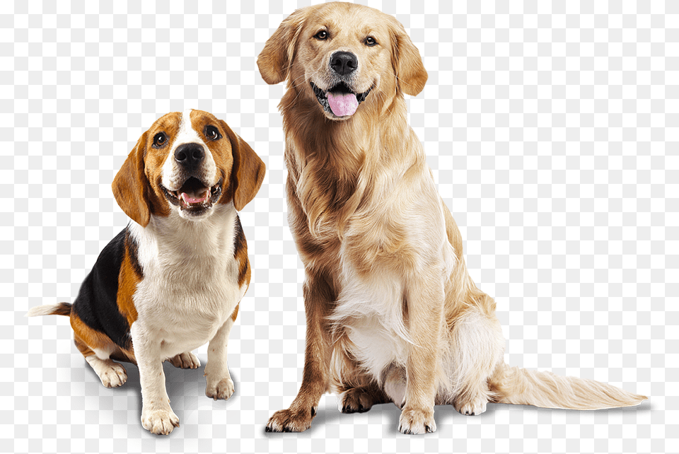 Confira Nossas Marcas De Produtos Para Ces Animal Photo White Background, Canine, Dog, Hound, Mammal Free Png Download