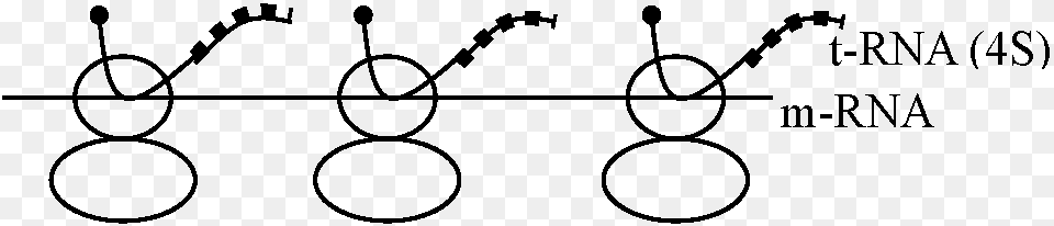 Confirmed The Synthesis Of Rna Polymerase Ribosome Ribosome, Text Free Transparent Png