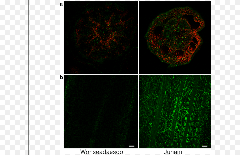 Confocal Imaging Of Wonseadaesoo And Junam Rice Plants Fractal Art, Collage, Accessories, Pattern Free Png Download