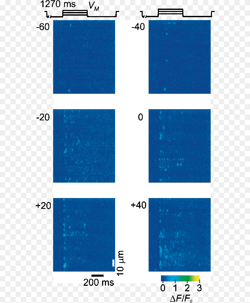 Confocal Line Scan Of Ff0 Showing Ca 2 Sparks Talbot Green Free Transparent Png