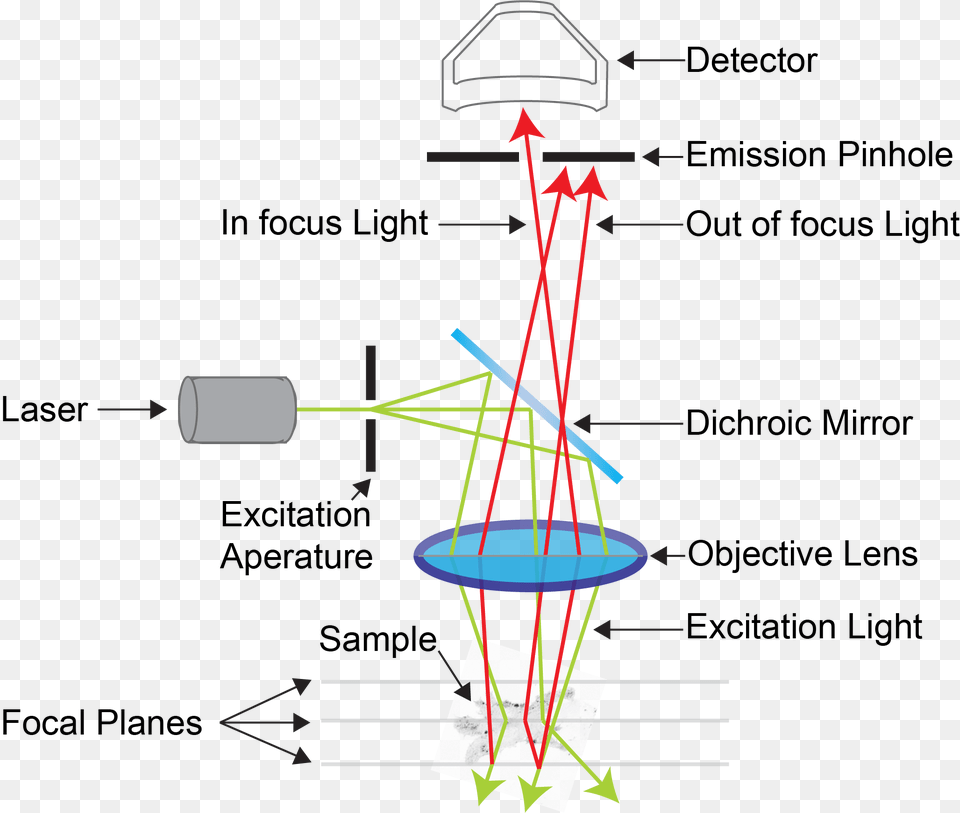 Confocal Microscopy, Chart, Plot, Diagram Png Image