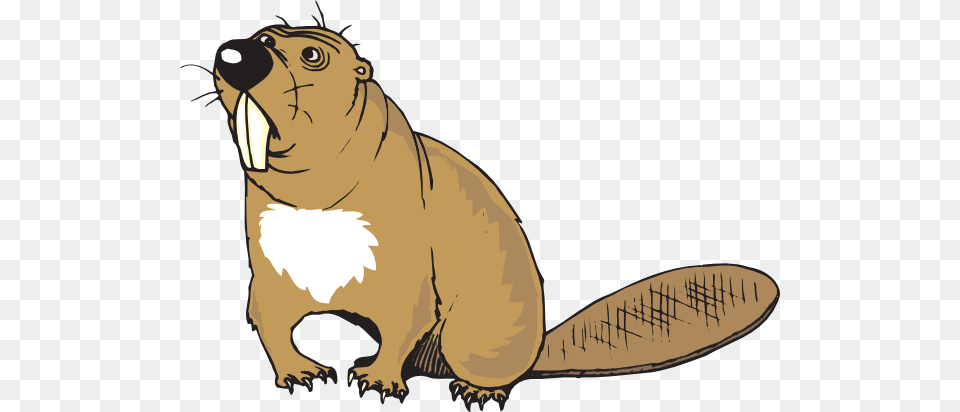 Confused Beaver Clip Art, Animal, Mammal, Baby, Person Free Transparent Png