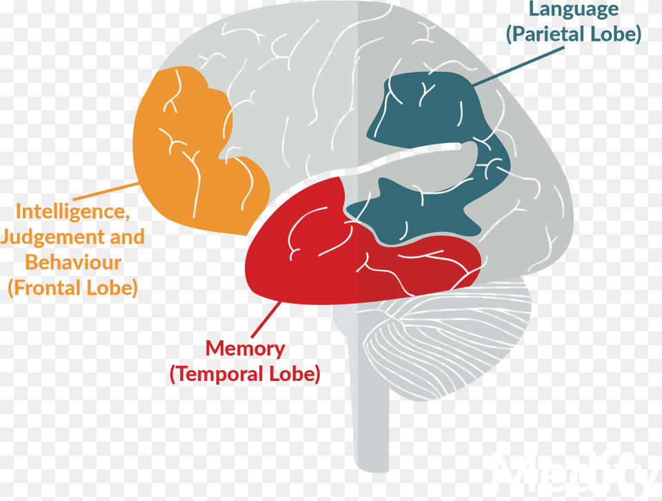 Confused Brain Illustration, Baby, Person Free Transparent Png