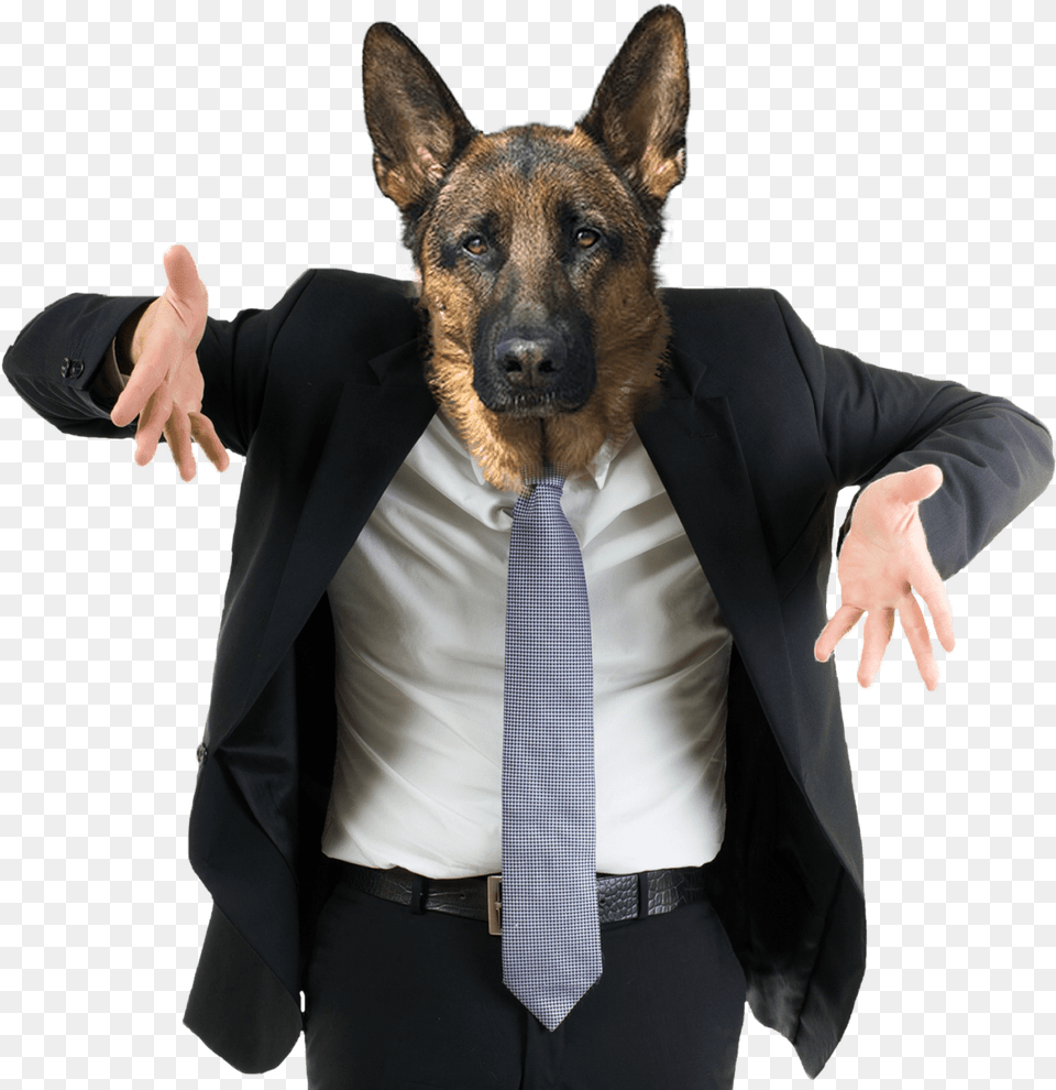 Confused Dog German Shepherd Postcards Package Of, Accessories, Tie, Formal Wear, Body Part Free Png