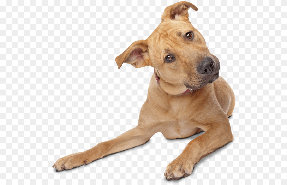 Confused Doggy Dog Transparent Background, Animal, Canine, Mammal, Pet Png Image