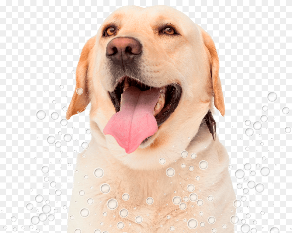 Congas Pet Grooming Labrador Lengua, Animal, Canine, Dog, Labrador Retriever Free Transparent Png