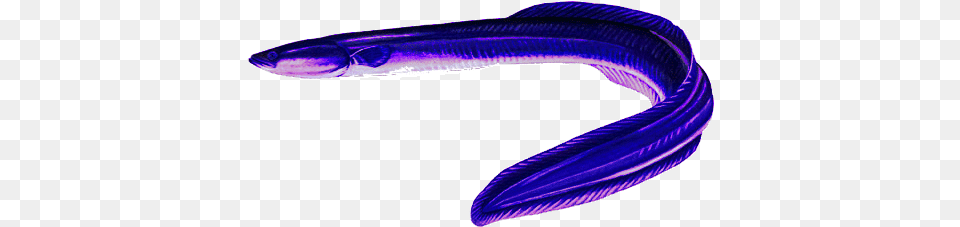Congatater Eel Electric Eel, Animal, Fish, Sea Life, Shark Png Image