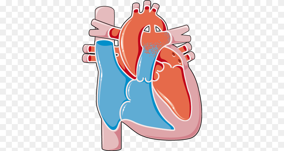 Congenital Heart Disease, Body Part, Dynamite, Stomach, Weapon Free Transparent Png