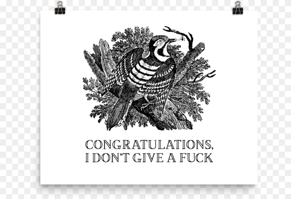 Congratulations I Don T Give A Fuck Postersrcset Thomas Bewick, Animal, Bird Png