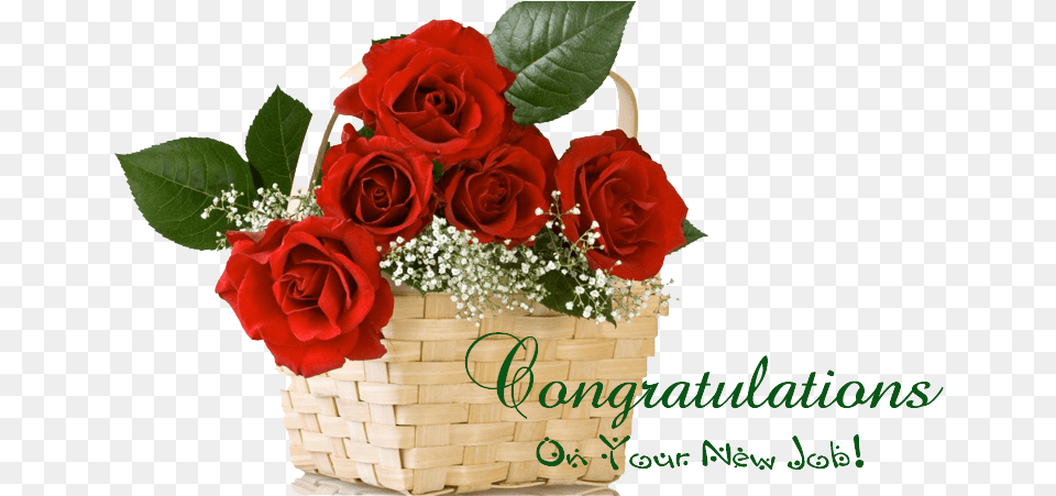 Congratulations Images With Flowers Happy Rose Day Friends, Flower, Flower Arrangement, Flower Bouquet, Plant Free Png Download