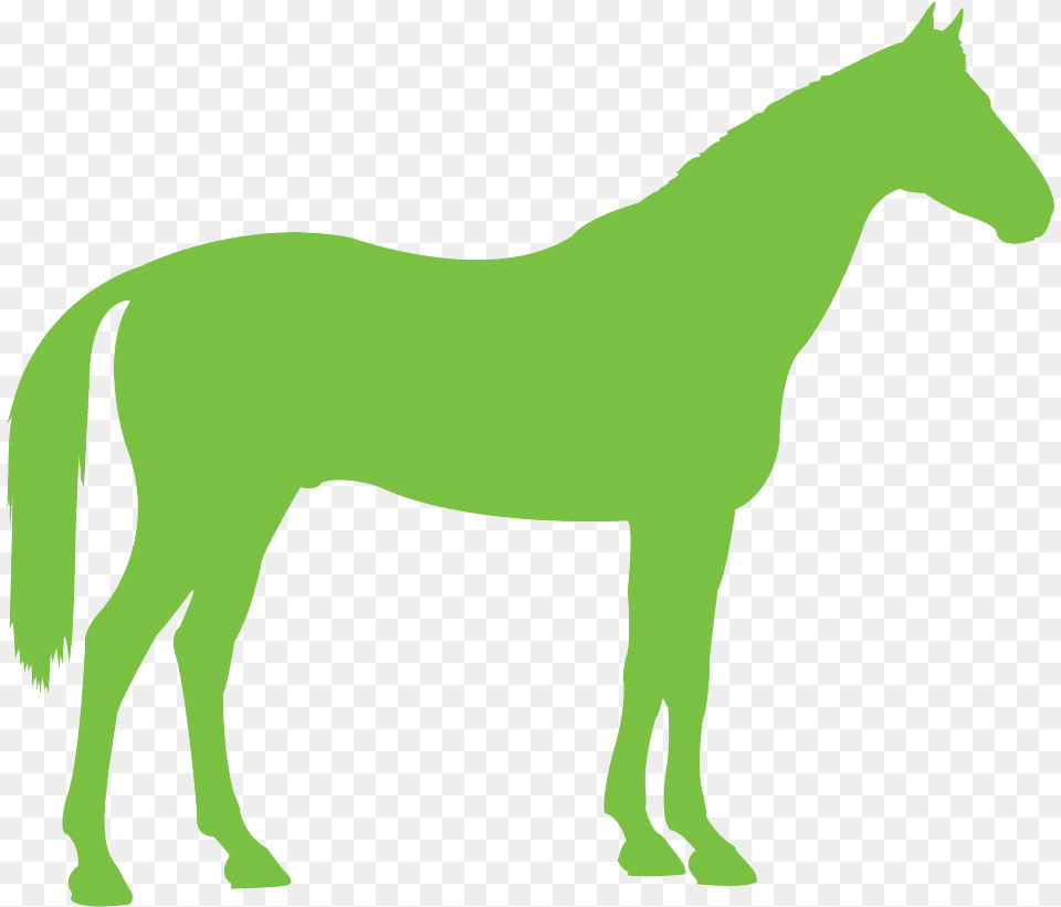 Congratulations To The Following Winners Of A Place Green Horse, Animal, Colt Horse, Mammal, Person Png Image
