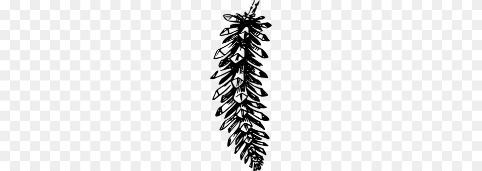 Conifer Gray Free Transparent Png