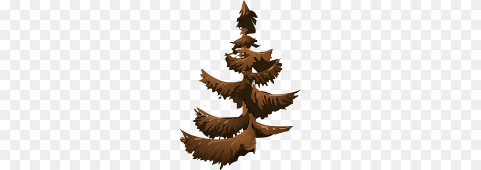 Conifer Fir, Plant, Tree, Baby Png Image