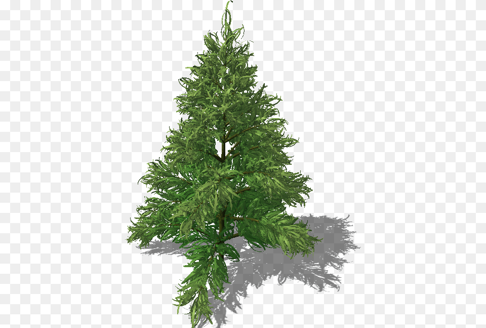Conifer Christmas Tree, Fir, Plant, Pine, Green Png
