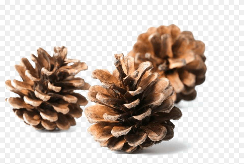Conifer Cone, Larch, Plant, Tree, Face Png