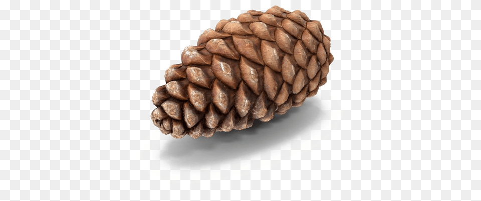 Conifer Cone, Plant, Tree, Larch, Birthday Cake Free Png