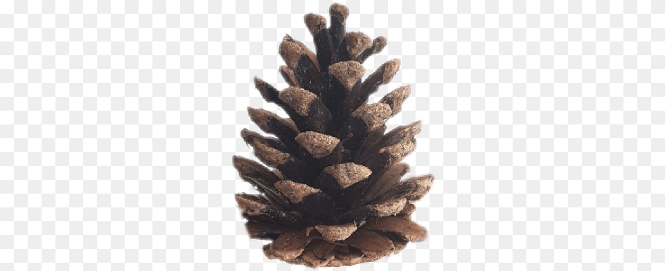 Conifer Cone, Plant, Tree, Chandelier, Lamp Png Image