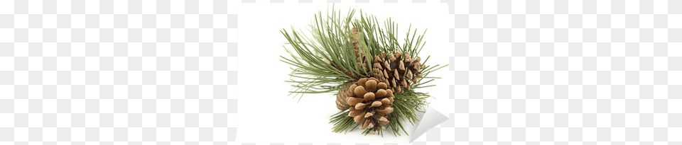 Conifer Cone, Pine, Plant, Tree Free Png Download