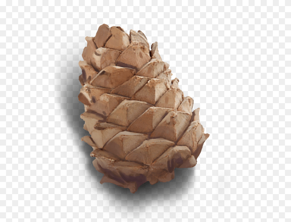 Conifer Cone Conifer Cone, Plant, Tree Png Image