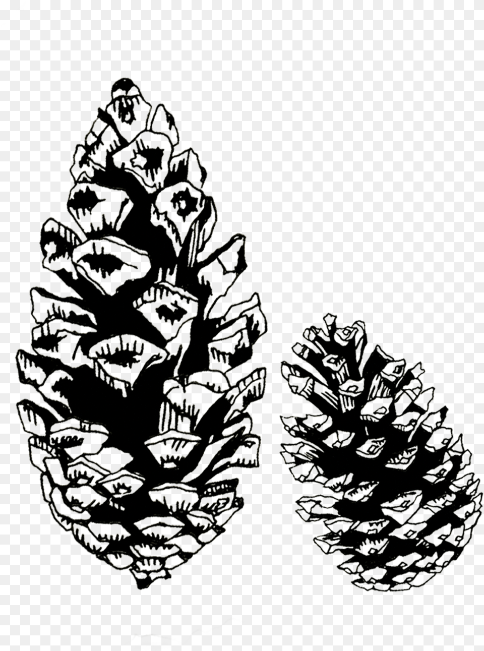 Conifer Cone Download Pine Cone Black And White, Plant, Tree, Fir, Art Free Png