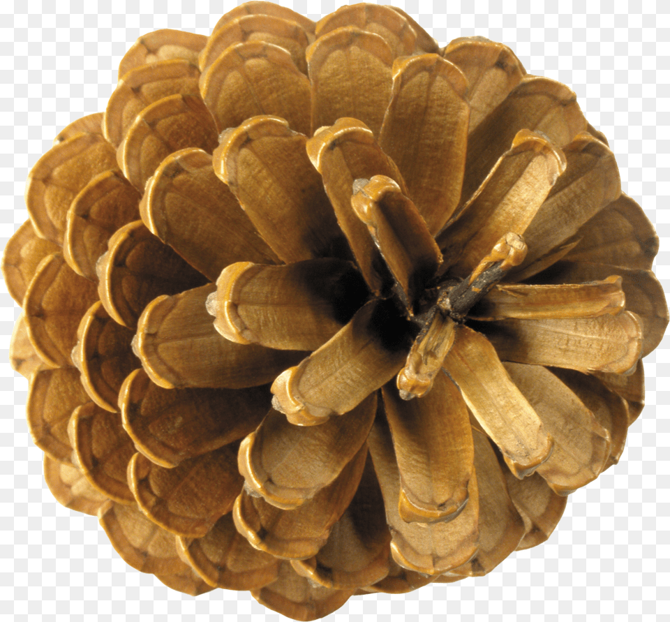 Conifer Conepineplantpine Familynatural Material Pine Cone Top View Free Png