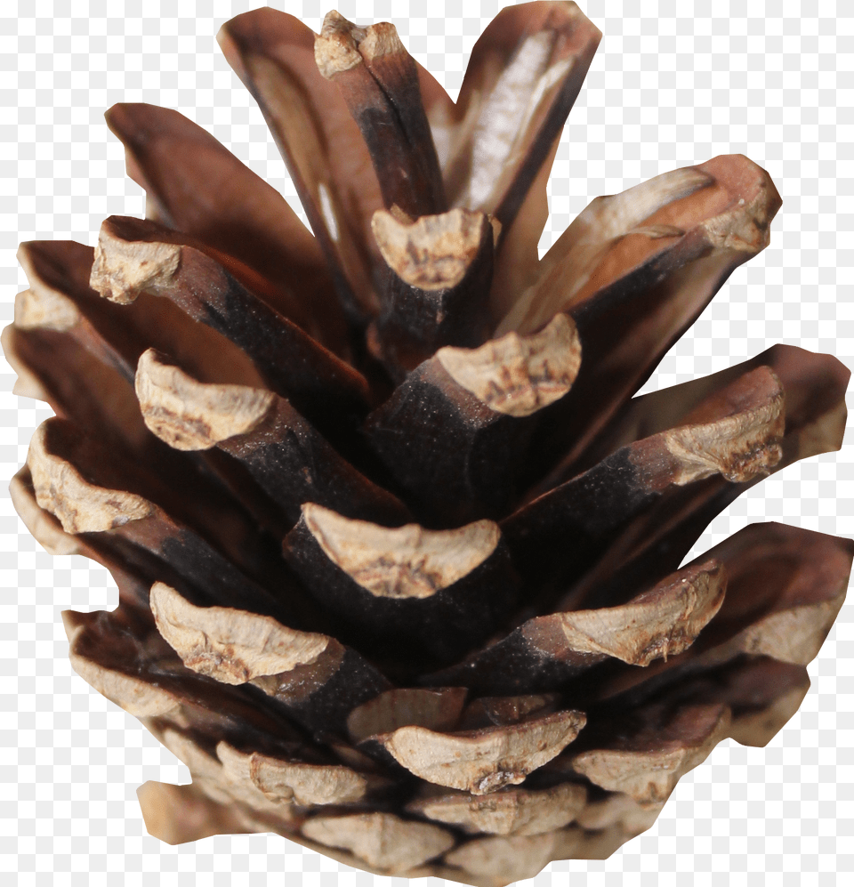 Conifer Cones Pine Cone Transparent Background Png