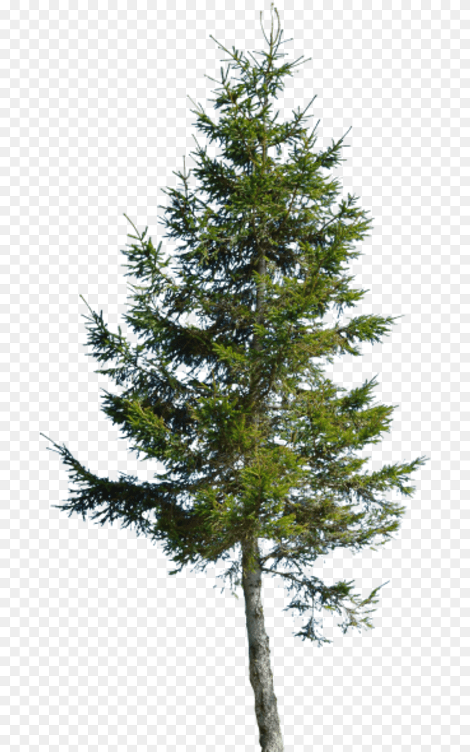Conifer Conifer, Fir, Pine, Plant, Tree Free Transparent Png