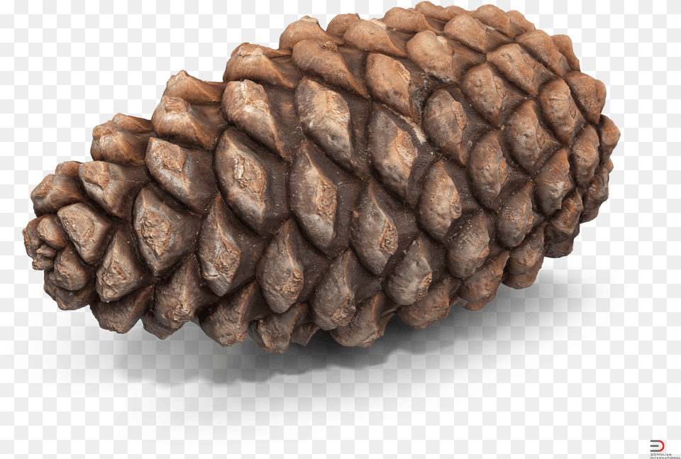 Conifer Conifer Cone, Plant, Tree, Larch Free Png Download