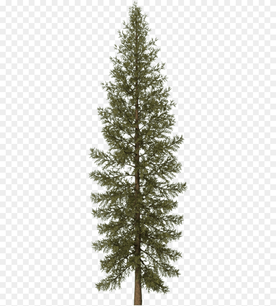 Conifer Douglas Fir Tree 3d, Pine, Plant, Animal, Bird Free Transparent Png