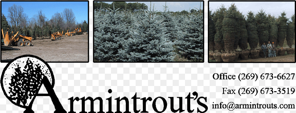 Coniferous Evergreen Tree Farm In Michigan Midwest Armintrout39s Nursery, Conifer, Fir, Plant, Person Free Png