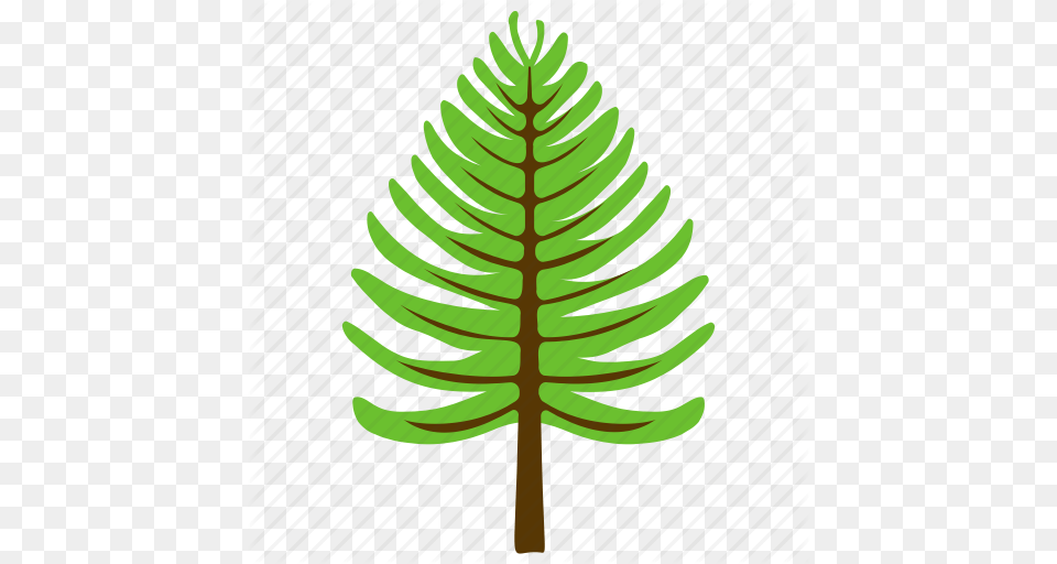 Coniferous Tree Fir Tree Nature Pine Tree Poplar Tree Icon, Conifer, Leaf, Plant, Fern Free Png Download